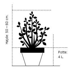 Syrisk Rose 'Marina' Hibiscus Syriacus 'Marina' Potte 4,0 Liter,- 50-60 Cm. - Billede 2