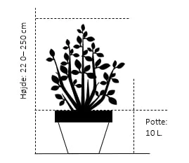 Japansk Kirsebær 'Shirotae' Prunus Serrulata 'Shirotae' Potte 10 Liter 200-250 Cm. - Billede 2