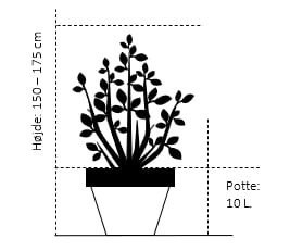 Judastræ 'Forest Pansy' Cercis Canadensis 'Forest Pansy' Potte 10 Liter 150-175 Cm. - Billede 2