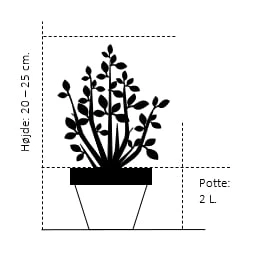 Benved' Marieke' Euonymus Japonica 'Marieke' Potte 2,0 Liter,- 20-25 Cm. - Billede 2
