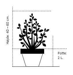 Stjernemagnolie Magnolia Stellata Potte 2,0 Liter,- 40-60 Cm. - Billede 2