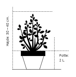 Lille Stjernetop Deutzia Gracilis Potte 2,0 Liter,- 30-40 Cm. - Billede 2