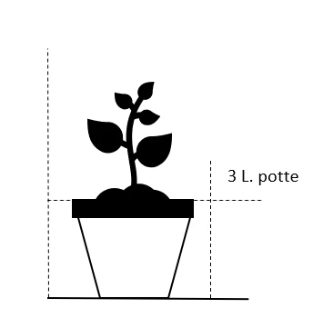 'Chili Clementine' Rosa X 'Chili Clementine' 3,0 Liter Potte - Billede 2