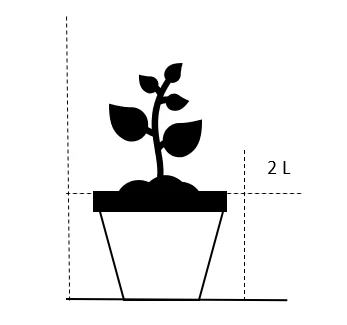 Alm. Brunelle Prunella Vulgaris Potte 2 Liter. - Billede 2