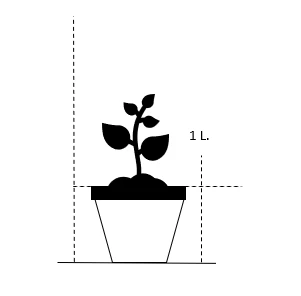 Dværg-Engblomme Trollius Pumilus 1 Liter Potte - Billede 2