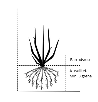 'Farruca'™ Rosa X 'Farruca'™ (Slyngrose) A-Kvalitet,- Barrods Roser Min. 3 Grene - Billede 2