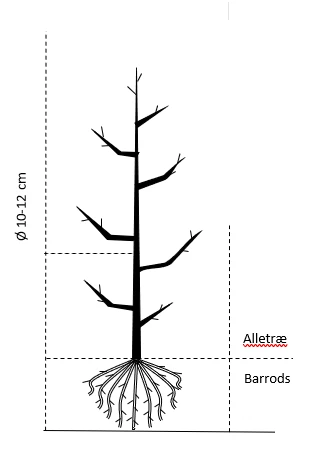 Kejserlind 'Pallida' Tilia Vulgaris 'Pallida' Alletræ, Stammeomkreds 10-12 Cm. Barrods - Billede 2