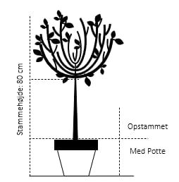 Fligbladet Tørstetræ Rhamnus Frangula 'Asplenifola' Opstammet 80 Cm. Med Potte - Billede 2
