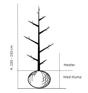 Pyramideavnbøg 'Fastigiata' Carpinus Betulus 'Fastigiata' Heister 200-250 Cm. Med Klump - Billede 2