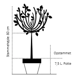Parykbusk 'Grace' Cotinus Coggygria 'Grace' Opstammet 80 Cm. 7,5 Liter Potte - Billede 2