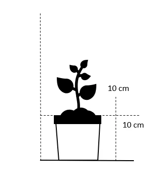Vedbend-Torskemund Cymbalaria Muralis 'Alba' 10 Cm. Potte - Billede 2