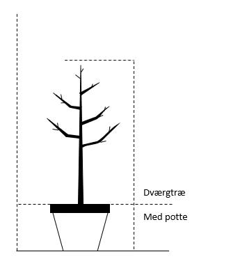 Blomme 'Jubileum' Prunus Domestica 'Jubileum' Dværgtræ, 3-5 Grene, 6,7 Liter Potte, 80-100 Cm. - Billede 2