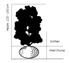 Smalbladet Sølvblad Elaeagnus Angustifolia Solitær Busk 125-150 Cm., Med Klump - Billede 2