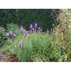 Lampepudser Liatris Spicata 'Kobold' 3,5 Liter Potte