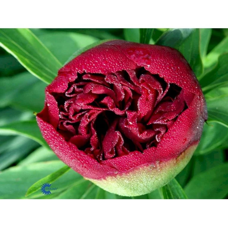 Silkepæon 'Karl Rosenfield' Paeonia Lactiflora 'Karl Rosenfield' 3,0 Liter Potte - Billede 8