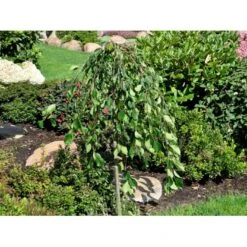 Paradisæble 'Fontana' Malus 'Fontana' Opstammet 120 Cm. Med Potte