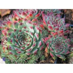 Husløg Sempervivum Calcareum 'Greenii' 10 Cm. Potte