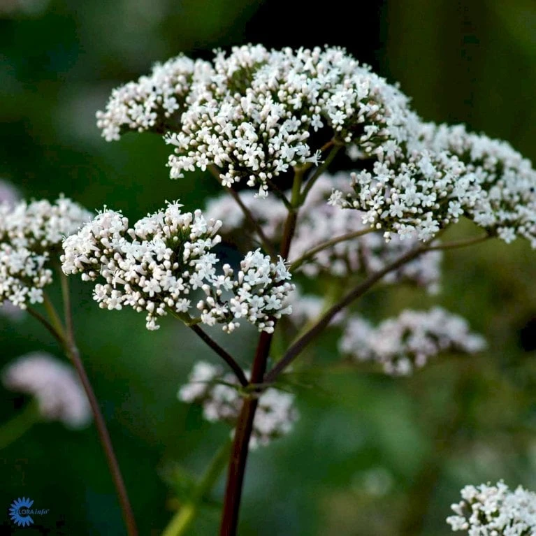 Læge-Baldrian Valeriana Officinalis 1 Liter Potte - Billede 4