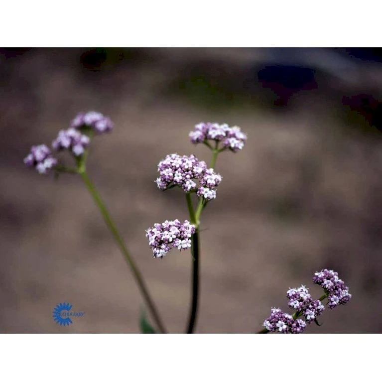 Læge-Baldrian Valeriana Officinalis 1 Liter Potte - Billede 3