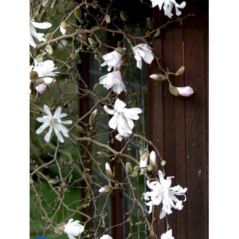 Stjernemagnolia 'Rosea' Magnolia Stellata 'Rosea' Opstammet 130 Cm, 12 Liter Potte - Billede 4