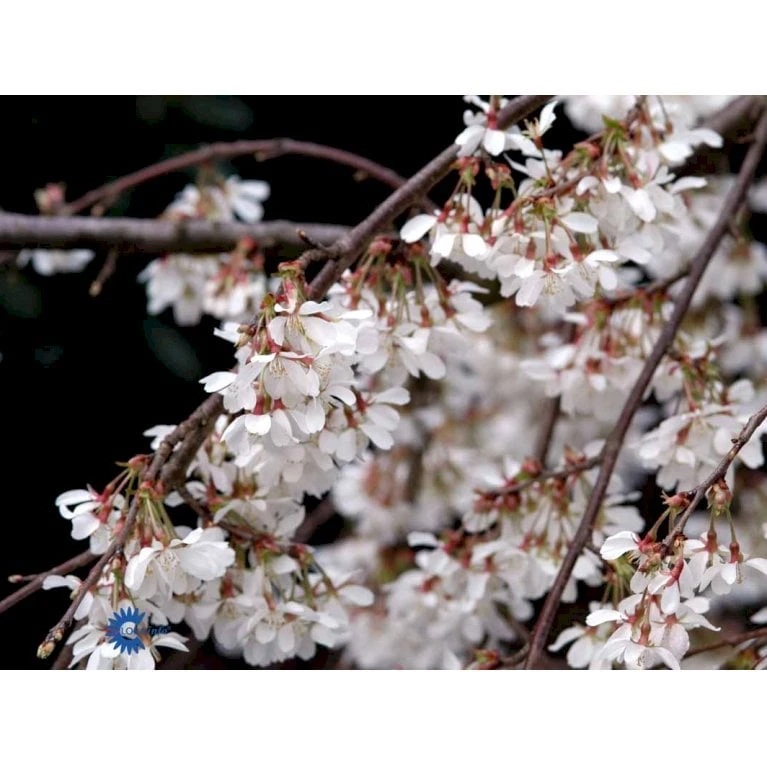 Hængende Yoshino-kirsebær 'Ivensii' Prunus Yedoensis 'Ivensii' Opstammet,- Potte 10 Liter,- 80 Cm. Stamme - Billede 4