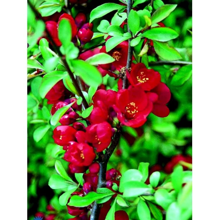 Japansk Kvæde 'Crimson And Gold' Chaenomeles Hyb. 'Crimson And Gold' 3,5 Liter Potte - Billede 4