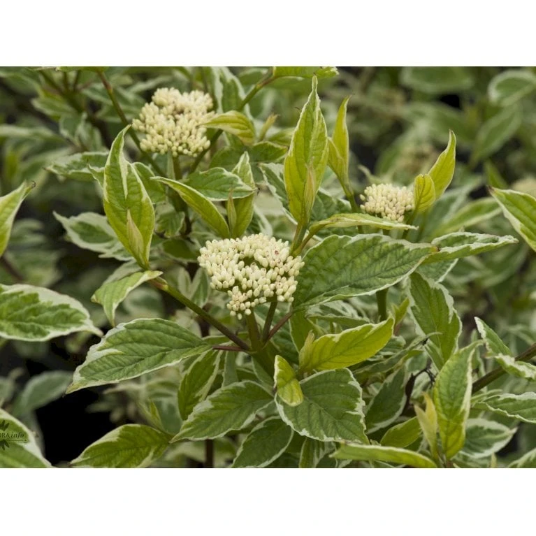 Hvidbroget Kornel 'Sibirica Variegata' Cornus Alba 'Sibirica Variegata' Potte 6,5 Liter 50-60 Cm. - Billede 3
