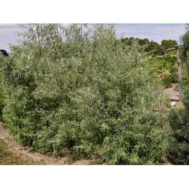 Smalbladet Sølvblad Elaeagnus Angustifolia Solitær Busk 125-150 Cm., Med Klump - Billede 3