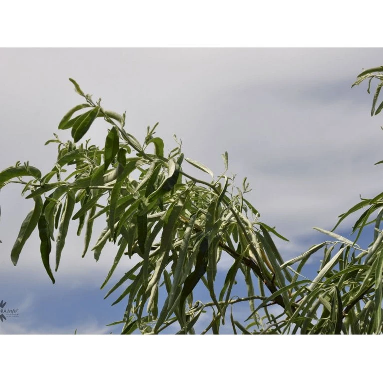 Smalbladet Sølvblad Elaeagnus Angustifolia Solitær Busk 125-150 Cm., Med Klump