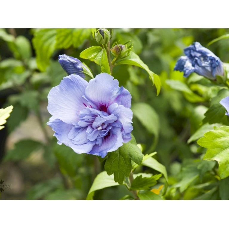 Syrisk Rose 'Blue Chiffon' Hibiscus Syriacus 'Blue Chiffon' Potte 4,0 Liter,- 50-60 Cm. - Billede 5