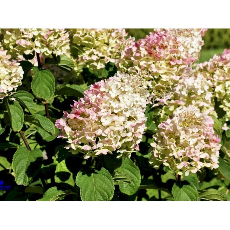 Syrén-Hortensia 'Silver Dollar' Hydrangea Paniculata 'Silver Dollar' Potte 3,0 Liter,- 25-30 Cm. - Billede 5
