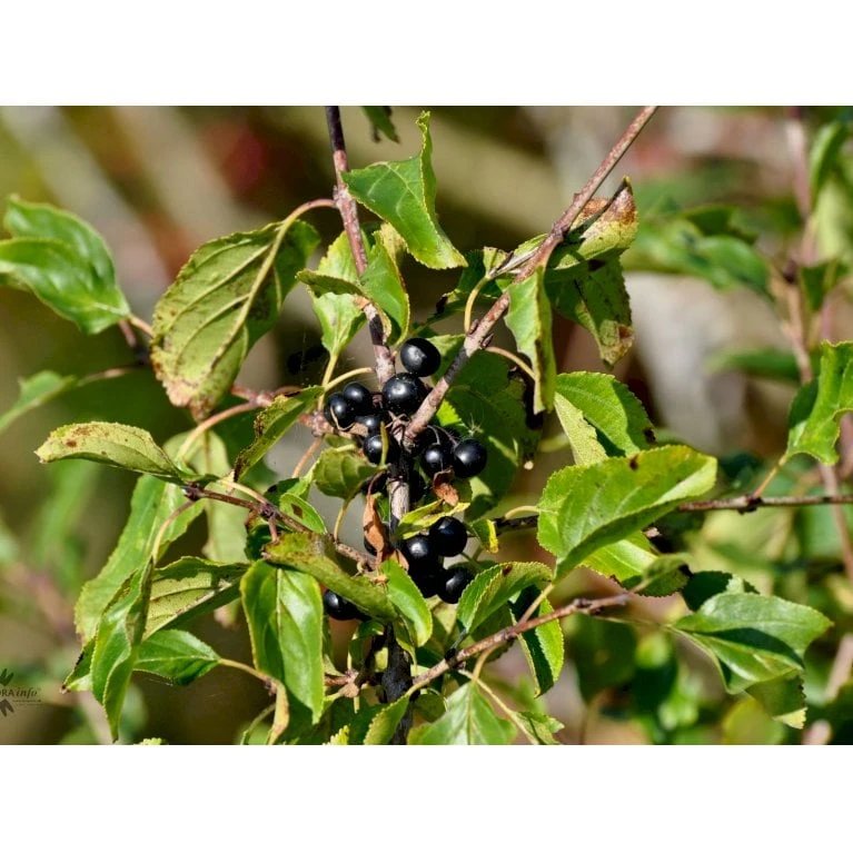 Vrietorn Rhamnus Catharticus Solitær Busk 150-175 Cm. - Med Klump