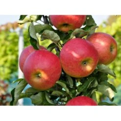 SØJLEÆBLE 'STARCATS' Malus Domestica 'Starcats' Potte 6,7 Liter, Søjle Minimum 60 Cm.