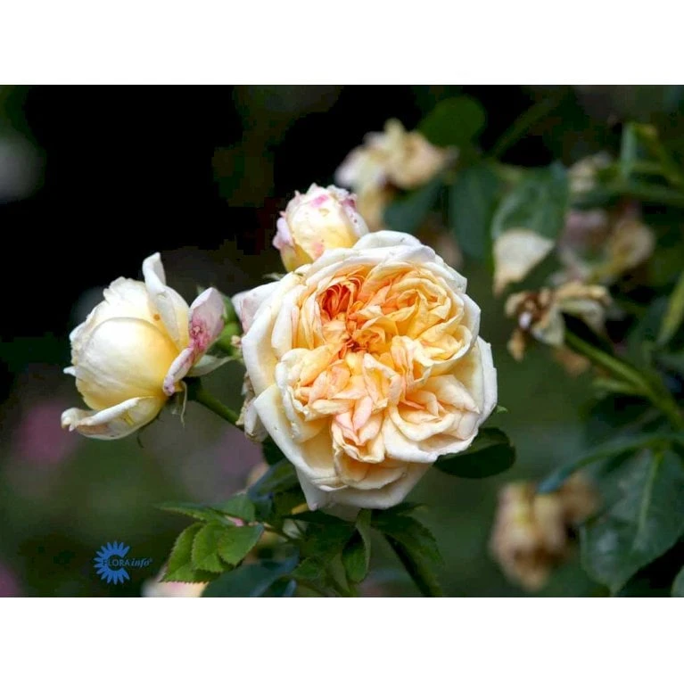 'Alchymist' Rosa X 'Alchymist' (Slyngrose) A-Kvalitet,- Barrods Roser Min. 3 Grene - Billede 7