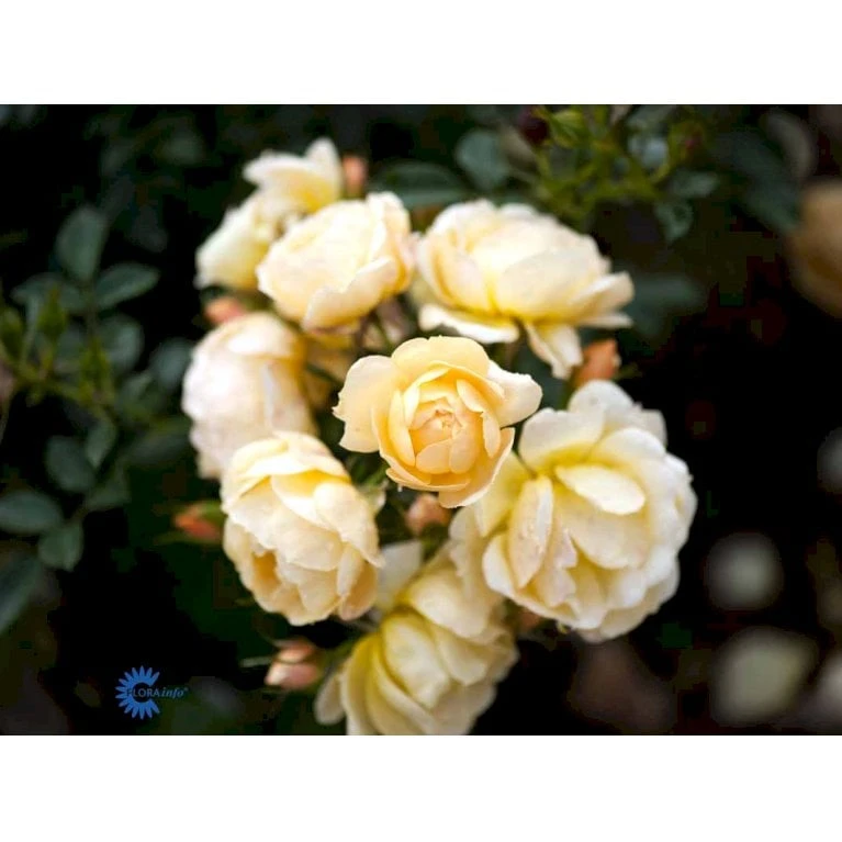 'Amber Cover'® Rosa X 'Amber Cover'® (Bunddækkerose) A-Kvalitet,- Barrods Roser Min. 3 Grene - Billede 9