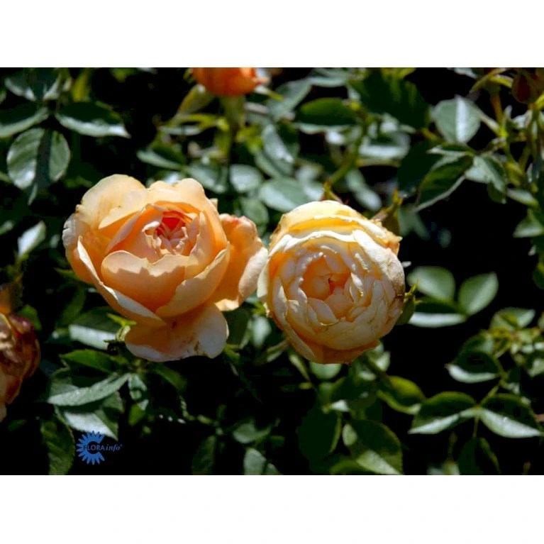 'Amber Cover'® Rosa X 'Amber Cover'® (Bunddækkerose) A-Kvalitet,- Barrods Roser Min. 3 Grene - Billede 10