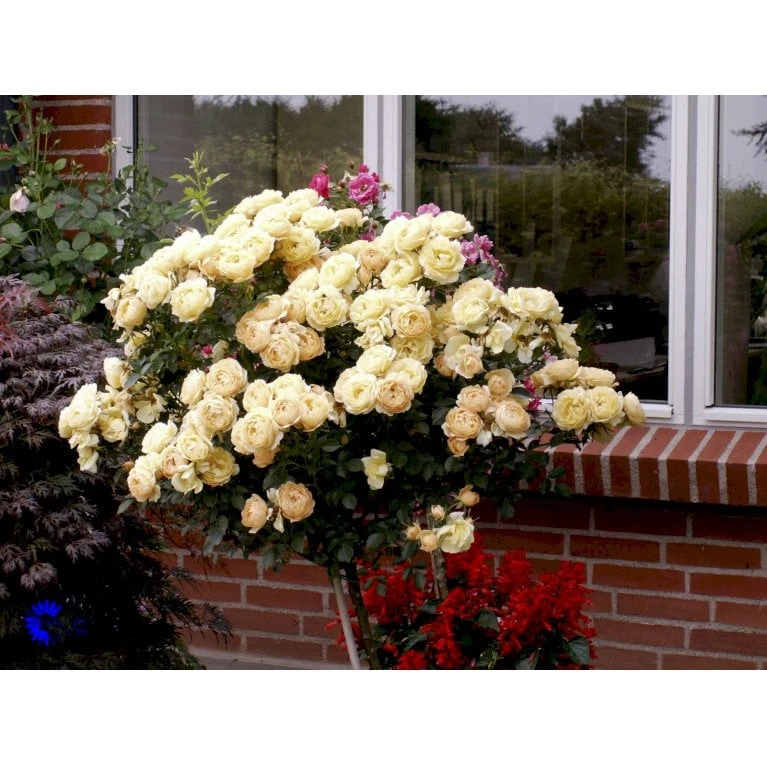 'Amber Cover'® Rosa X 'Amber Cover'® (Bunddækkerose) A-Kvalitet,- Barrods Roser Min. 3 Grene - Billede 8