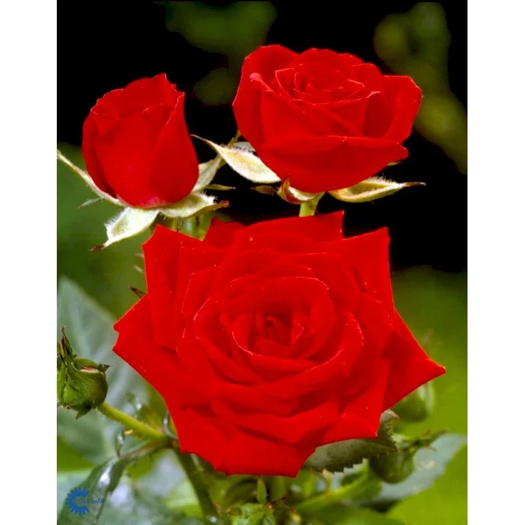 'Brillant'® Rosa X 'Brillant'® (Slyngrose) A-Kvalitet,- Barrods Roser Min. 3 Grene - Billede 6