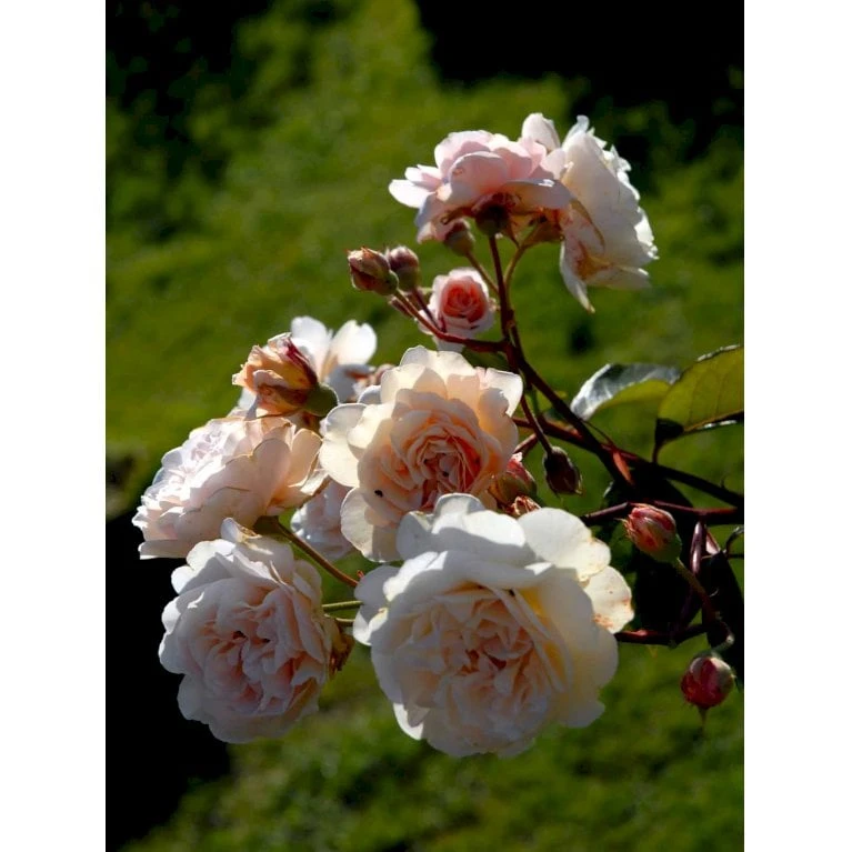 'Buff Beauty' Rosa Moschata 'Buff Beauty' (Moskusrose) A-Kvalitet,- Barrods Roser Min. 3 Grene - Billede 6