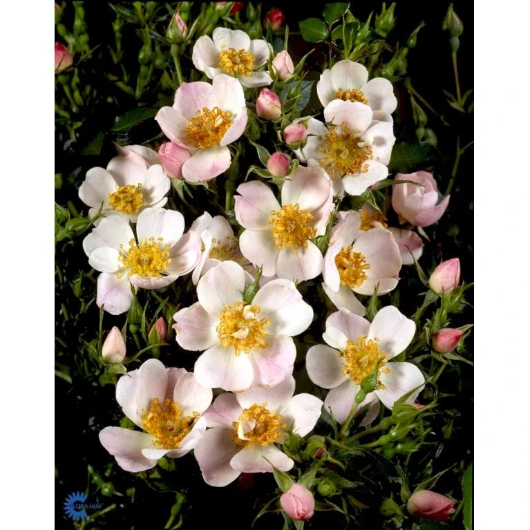 'Butterflies'™ Rosa X 'Butterflies'™ (Bunddækkerose) A-Kvalitet,- Barrods Roser Min. 3 Grene - Billede 4