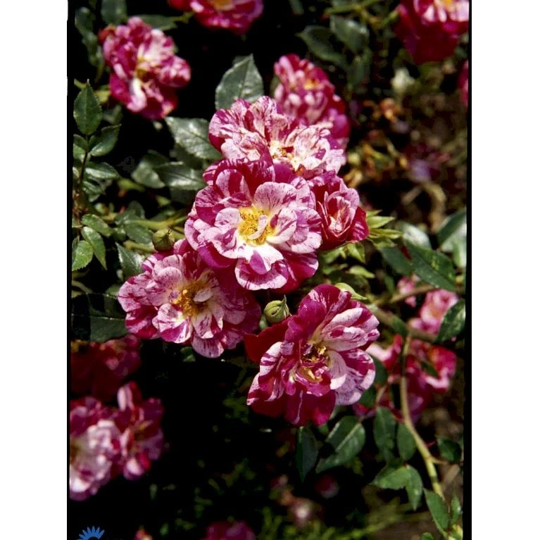 'Candy Cover'® Rosa X 'Candy Cover'® (Bunddækkerose) A-Kvalitet,- Barrods Roser Min. 3 Grene - Billede 11