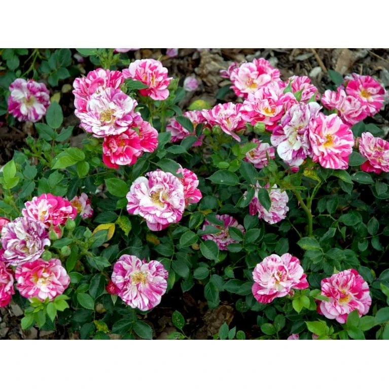 'Candy Cover'® Rosa X 'Candy Cover'® (Bunddækkerose) A-Kvalitet,- Barrods Roser Min. 3 Grene - Billede 10