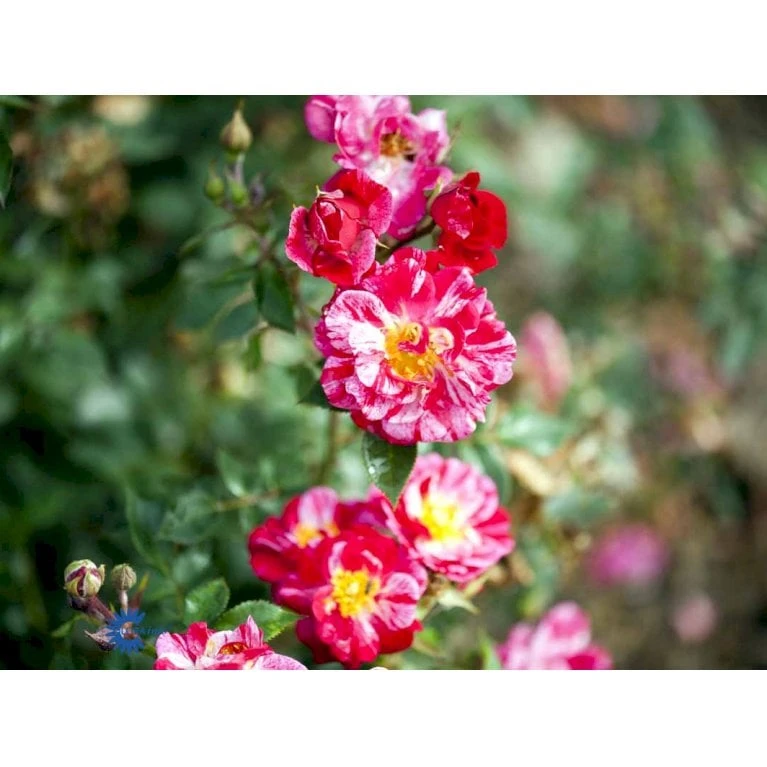 'Candy Cover'® Rosa X 'Candy Cover'® (Bunddækkerose) A-Kvalitet,- Barrods Roser Min. 3 Grene - Billede 8