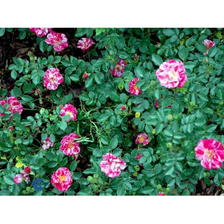 'Candy Cover'® Rosa X 'Candy Cover'® (Bunddækkerose) A-Kvalitet,- Barrods Roser Min. 3 Grene - Billede 9