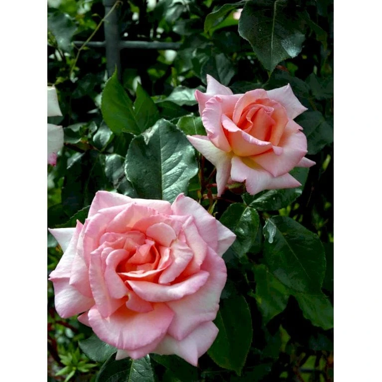 'Compassion' Rosa X 'Compassion' (Slyngrose) A-Kvalitet,- Barrods Roser Min. 3 Grene - Billede 3