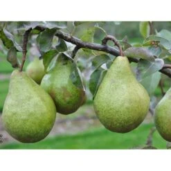 Pære 'Katrine' Pyrus Communis 'Katrine' 4-8 Grene. 120-160 Cm. Potte, (Kvæde A)