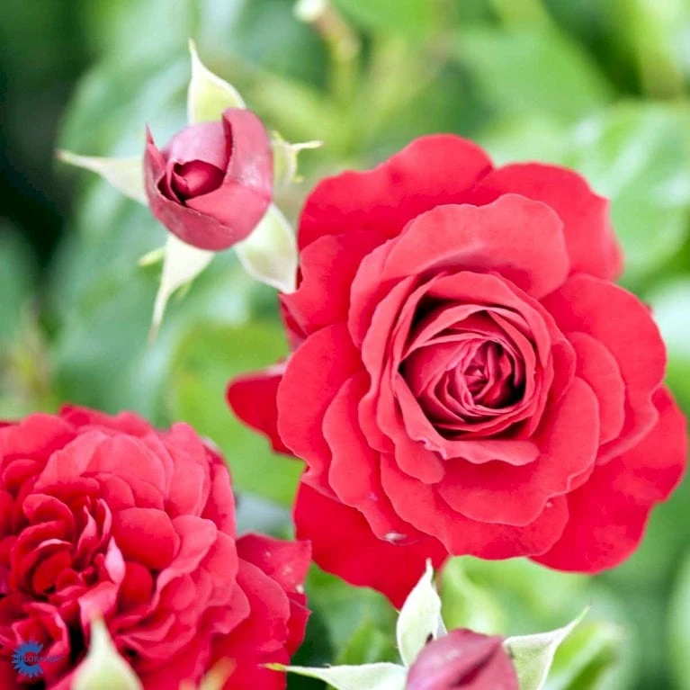 'Grand Award'™ Rosa X 'Grand Award'™ (Slyngrose) A-Kvalitet,- Barrods Roser Min. 3 Grene - Billede 9