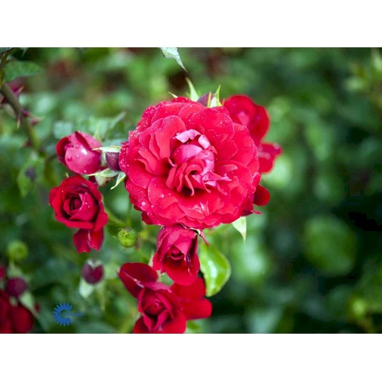'Grand Award'™ Rosa X 'Grand Award'™ (Slyngrose) A-Kvalitet,- Barrods Roser Min. 3 Grene - Billede 8