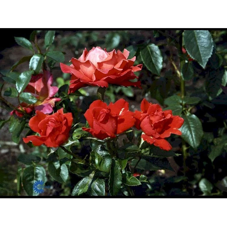 'Alexander' Rosa X 'Alexander' (storblomstrende) A-Kvalitet,- Barrods Roser Min. 3 Grene - Billede 9