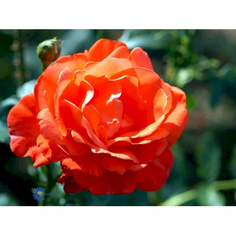 'Alexander' Rosa X 'Alexander' (storblomstrende) A-Kvalitet,- Barrods Roser Min. 3 Grene - Billede 8